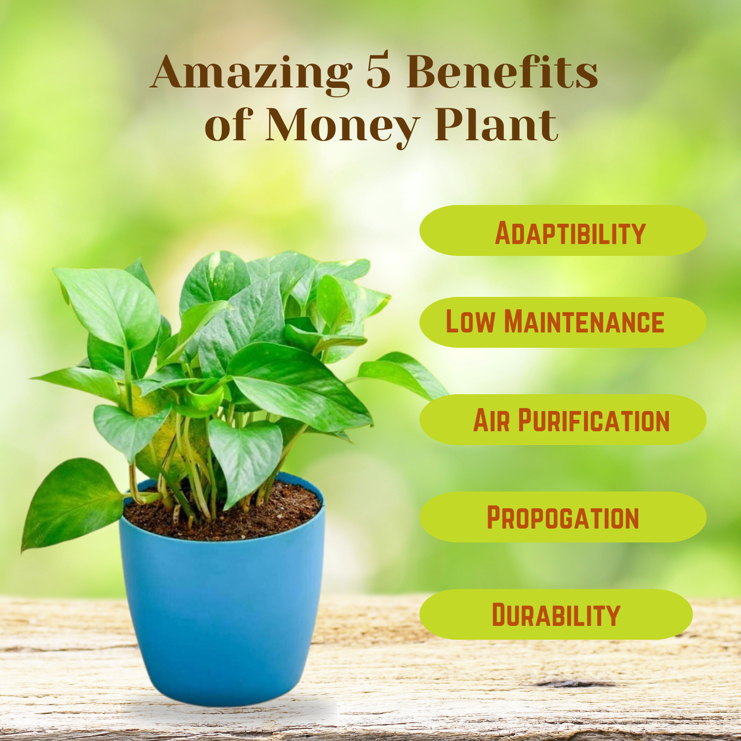 Money Plant Variegated