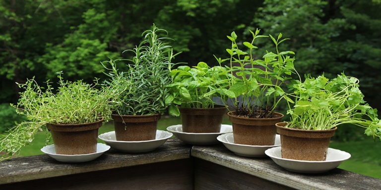 Growing Fresh Herbs at Home: Tips & Tricks
