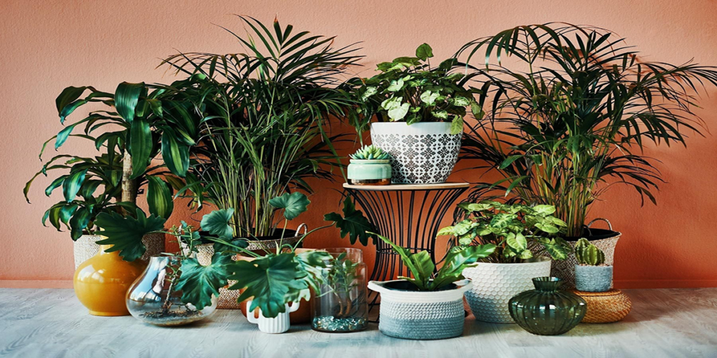indoor plants