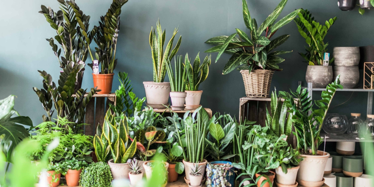 Nurturing Nature: Indoor Plant Tips for Every Home