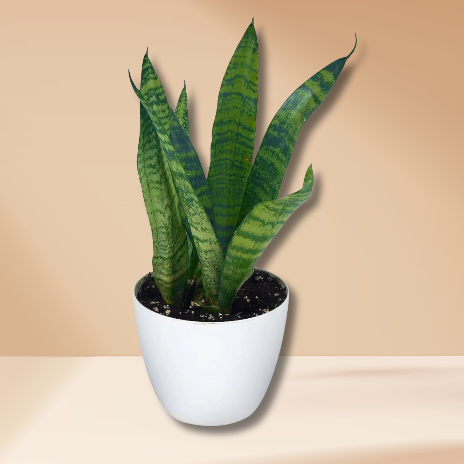 Snake Plant