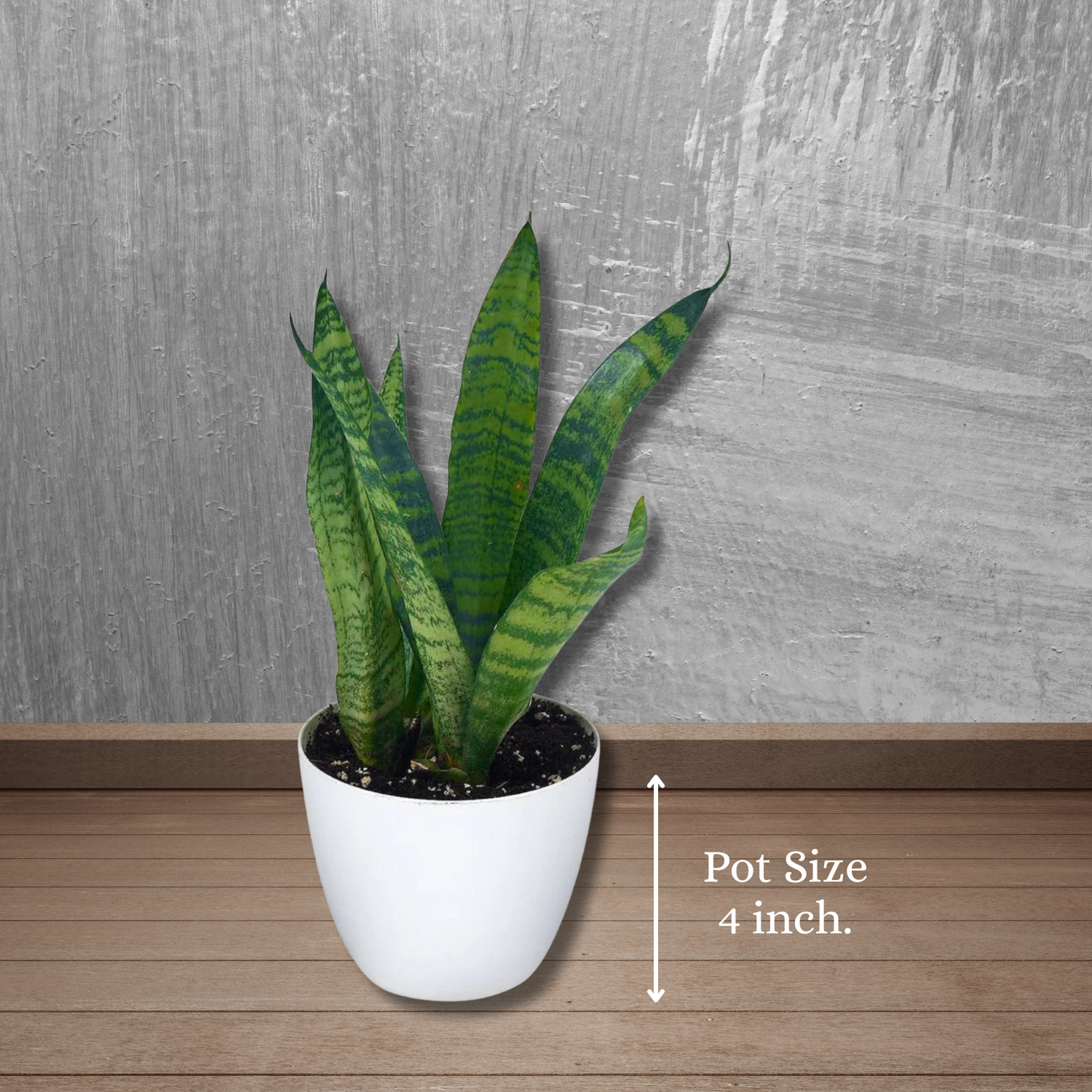 Snake Plant