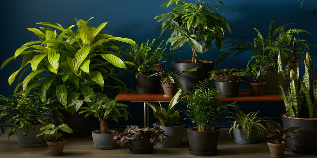 indoor plants