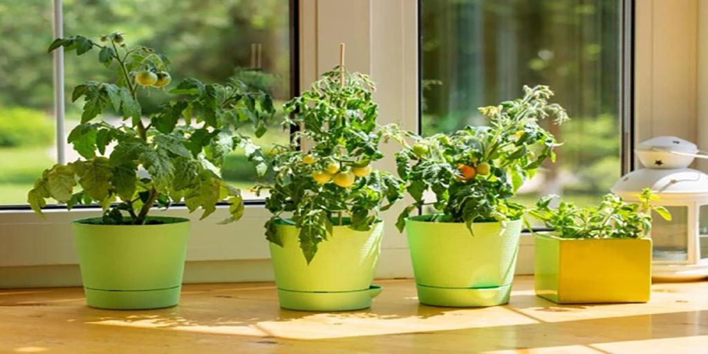 kitchen gardening