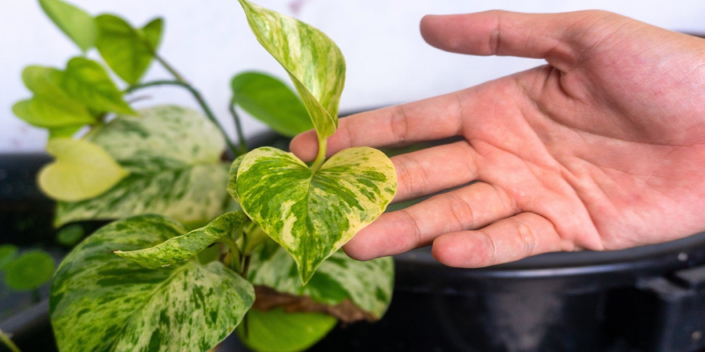 Plant Care Mistakes