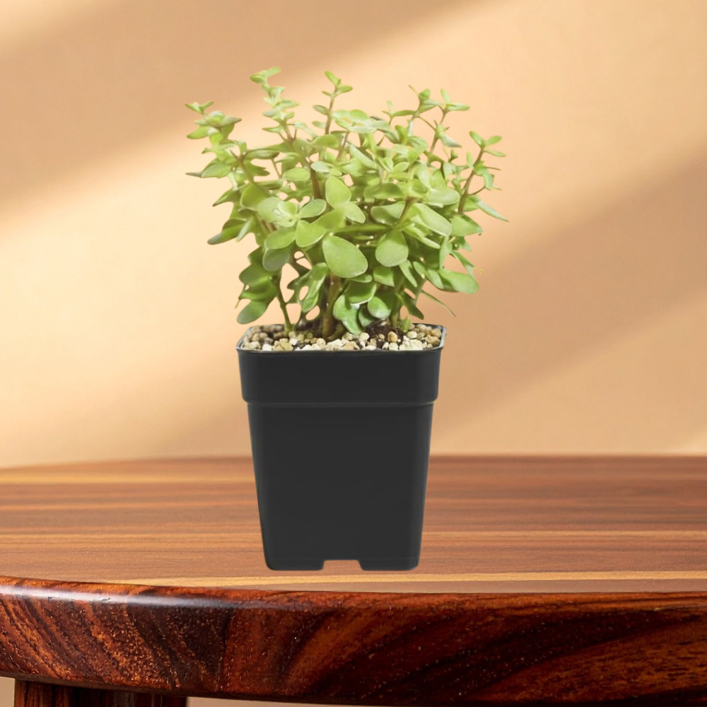 Jade Plant Mini