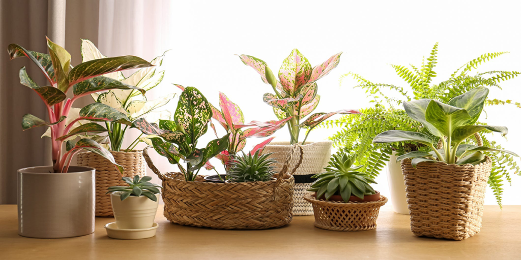 indoor plants