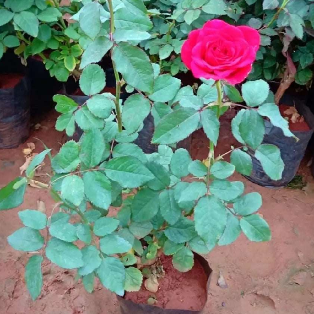 Rose Plant Red