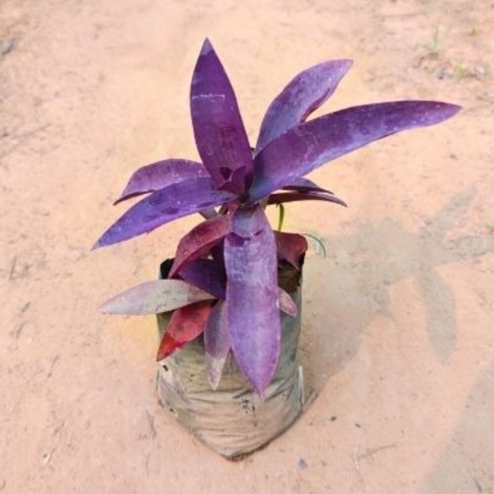 Purple Heart Plant