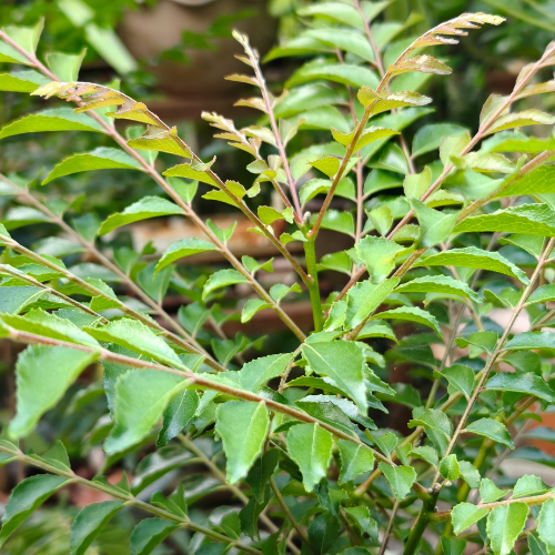 Curry Leaf Plant (Kadi Patta / Meetha Neem) – Live Aromatic Herb Plant
