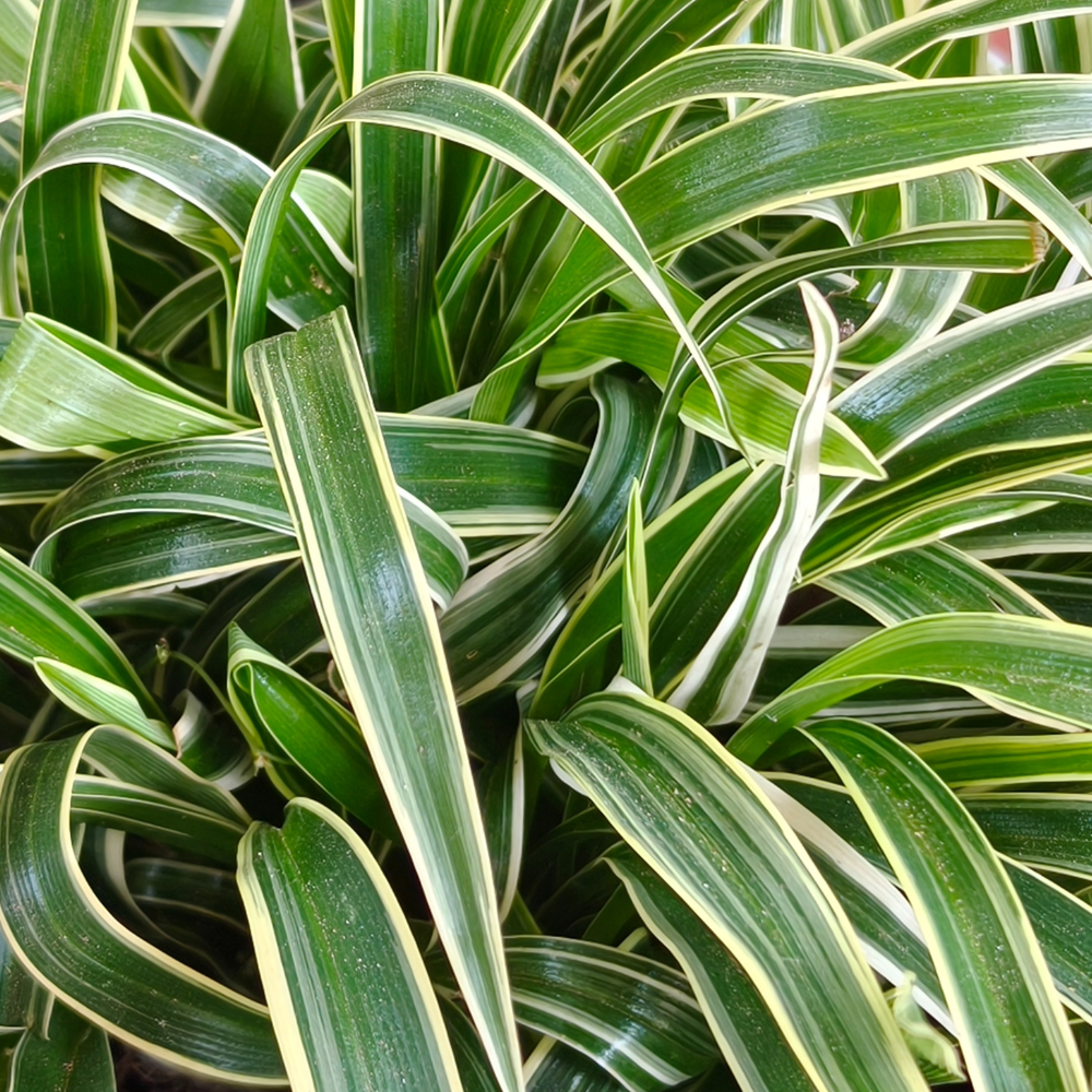 Spider Plant (Chlorophytum comosum) – Air Purifying Indoor Plant