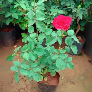 Rose Plant Red
