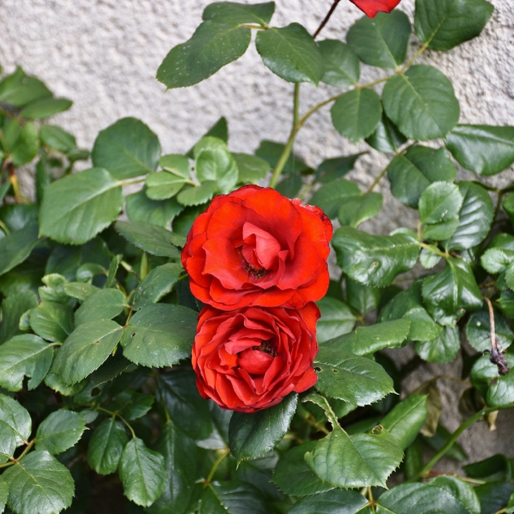 Red Rose Plant Hybrid Plant