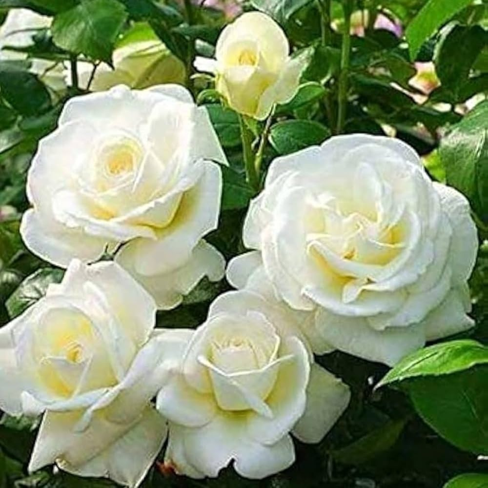 Rose Plant White Hybrid