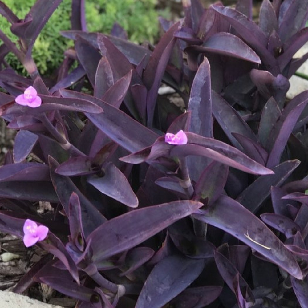 Purple Heart Plant