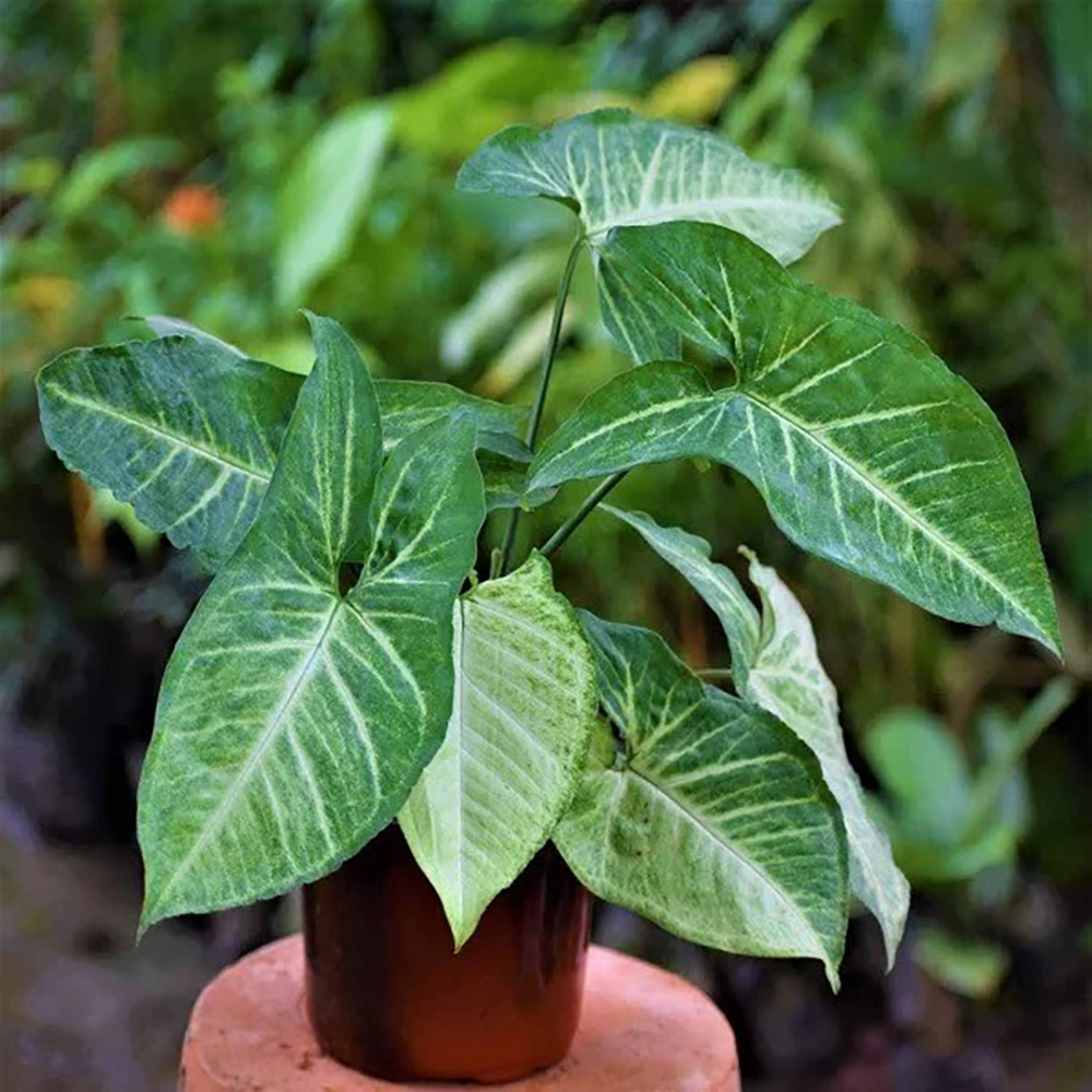 syngonium plant