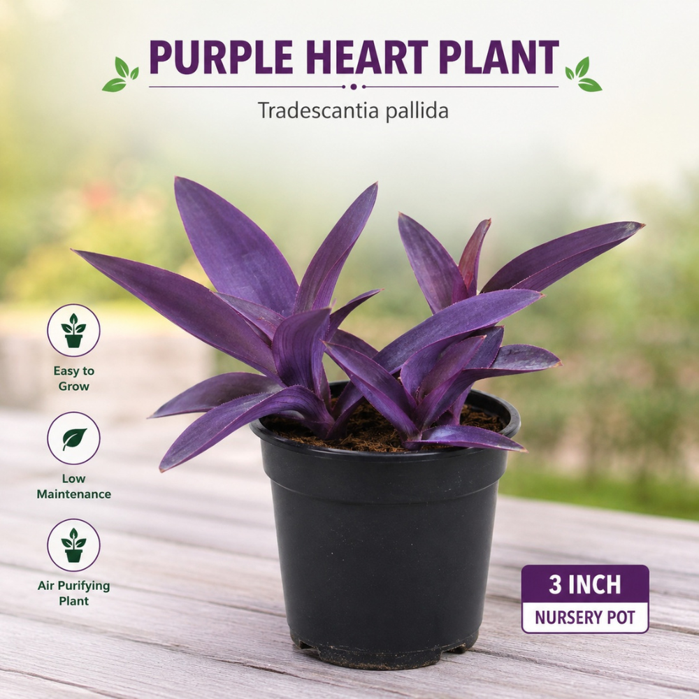 Purple Heart Plant Purple Heart Plant