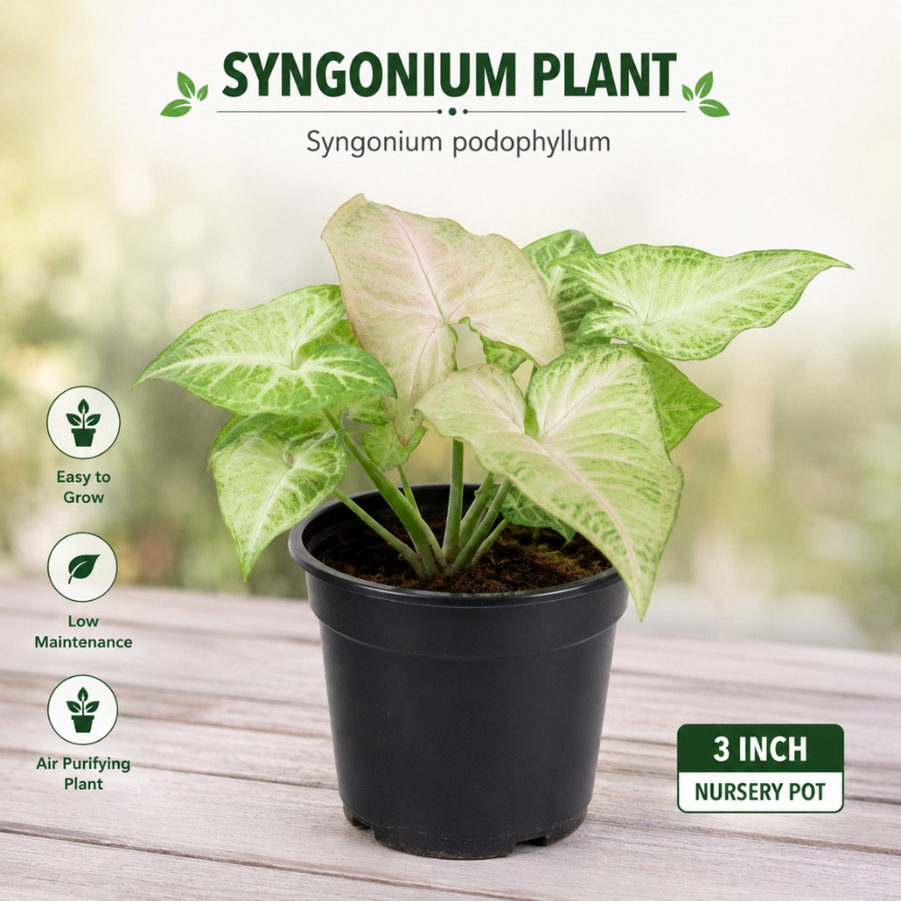 syngonium plant syngonium plant