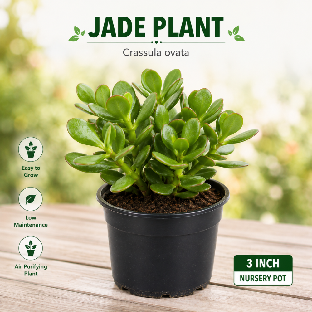Jade Plant Jade Plant
