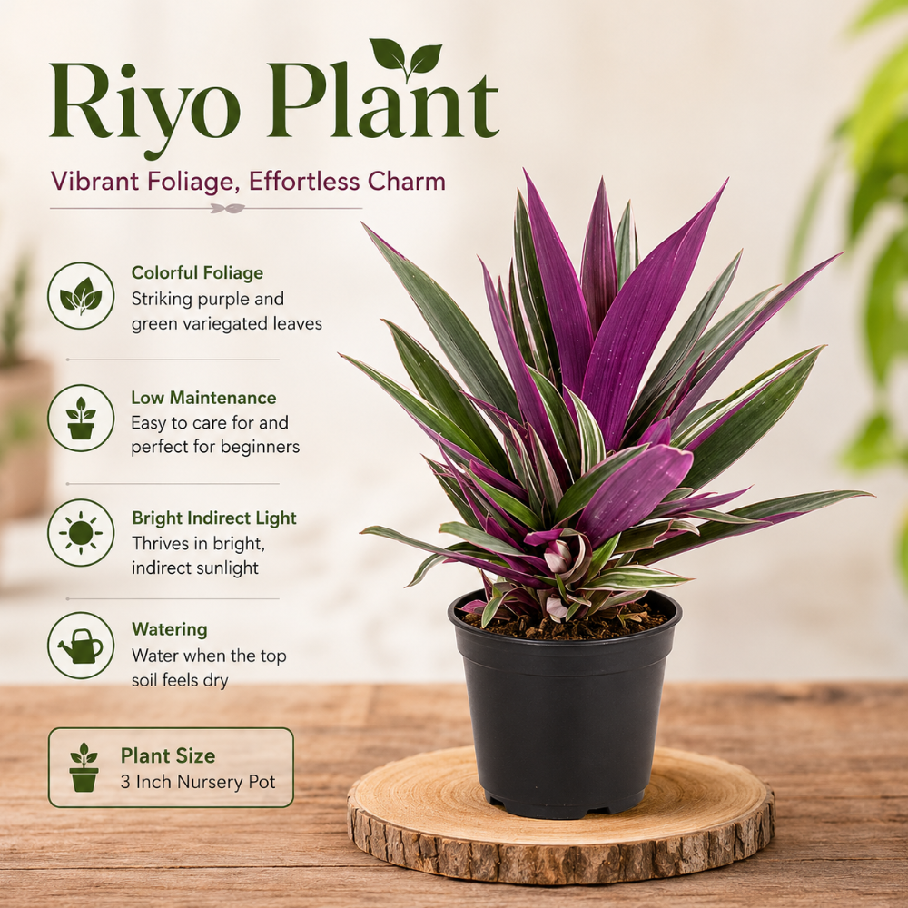 4 Lucky Indoor Plants Combo – Purple Heart, Jade, Riyo & Syngonium